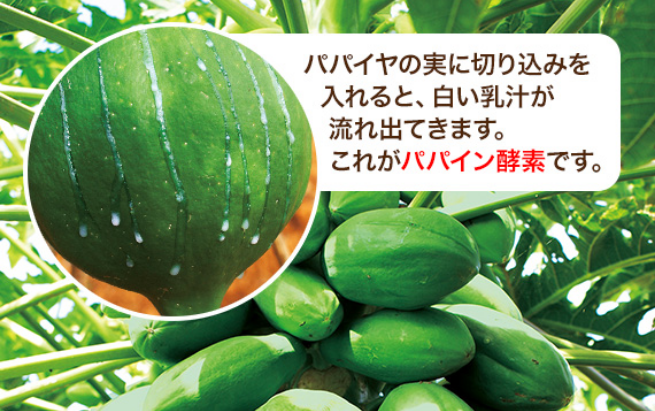 パパウォッシュの主成分はパパイン酵素